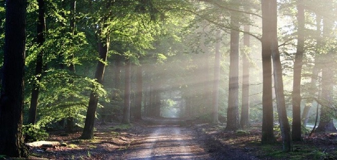Paysage forêt, bois - Light